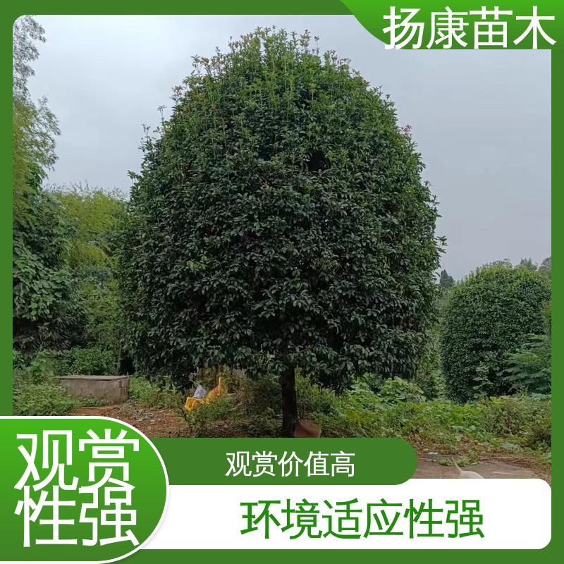扬康苗木 基地供应 精品桂花 道路绿化色块苗 高成活率 规格齐全