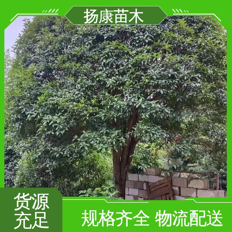 扬康苗木 25公分桂花 绿化工程专用苗 高端大气美观