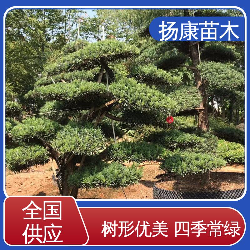 扬康苗木 12公分罗汉松 庭院别墅标配 树形优美 四季常绿