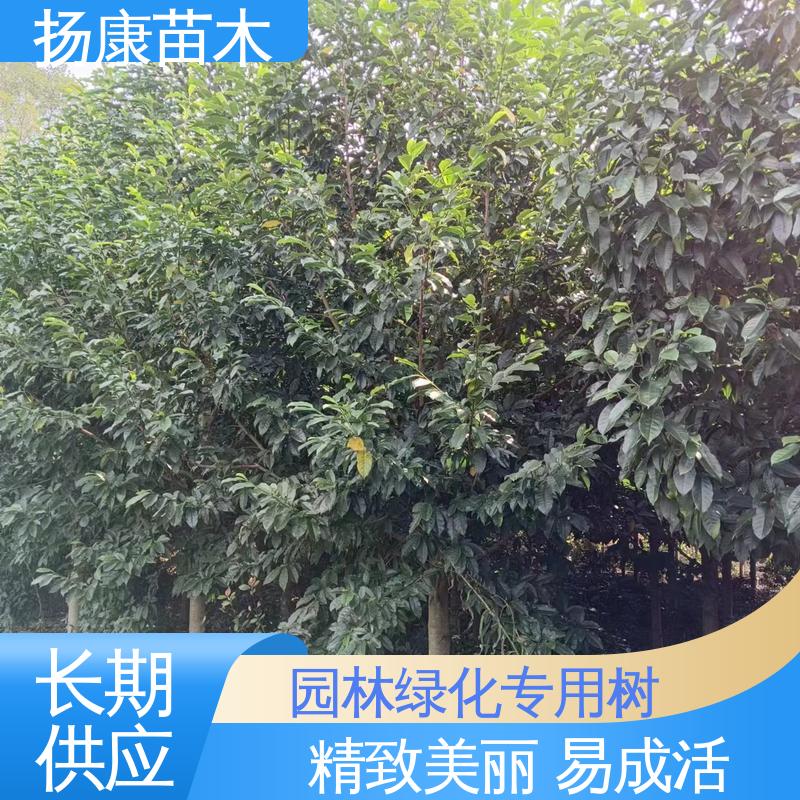 扬康苗木 精品乐 昌含笑 道路绿化行道苗 精致美丽 易成活