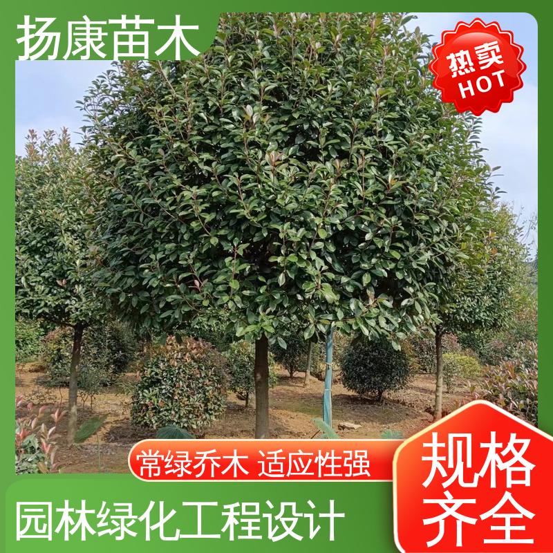 扬康苗木 纸石楠球 城市景观绿化树 适用性强 规格齐全