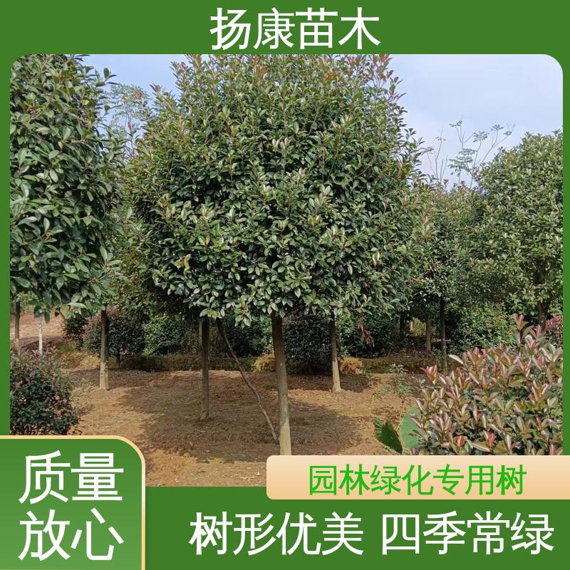 扬康苗木 红叶南栓 园林景区栽植 高端大气美观