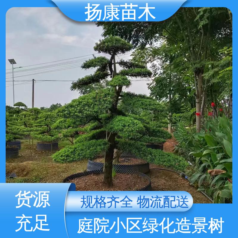 扬康苗木 基地供应 江 苏罗山松 城市景观绿化树 造型优美 易成活