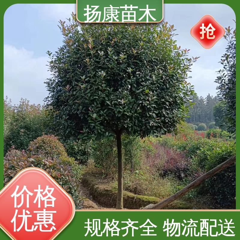 扬康苗木 基地供应 红叶石楠球 园林景区栽植 适用性强 规格齐全