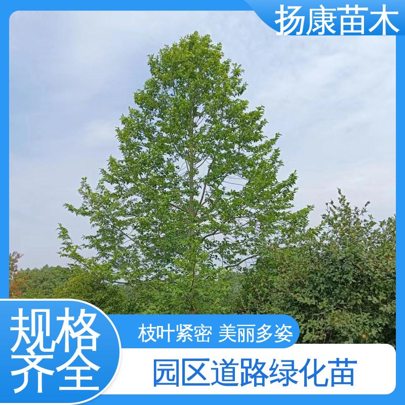 扬康苗木 基地供应 湖 南 乐 昌含笑 城市景观绿化树 环境适应性强