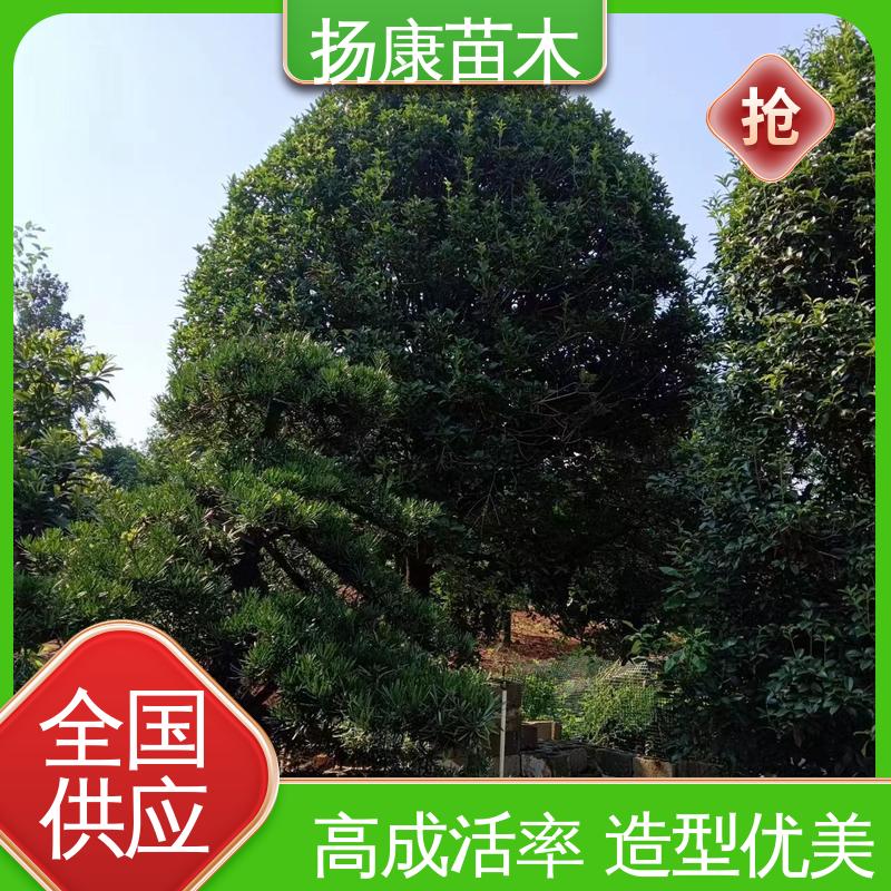 扬康苗木 基地供应 银柜丹楠 城市景观绿化树 高端大气美观