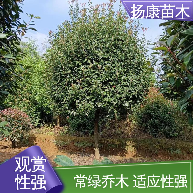 扬康苗木 红叶南栓 城市景观绿化树 适用性强 规格齐全