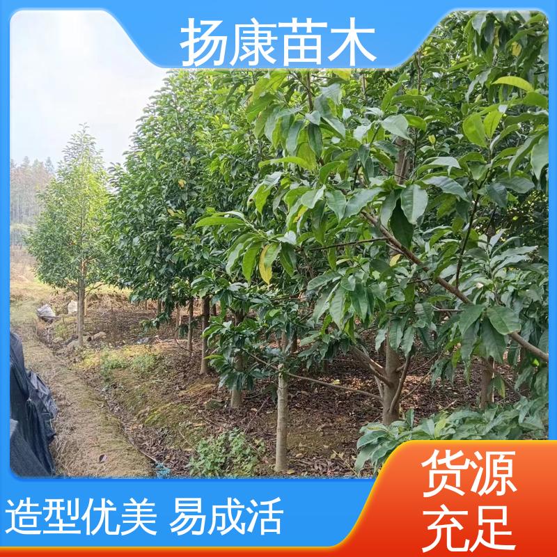 扬康苗木 乐 昌含笑 城市景观绿化树 观赏价值高