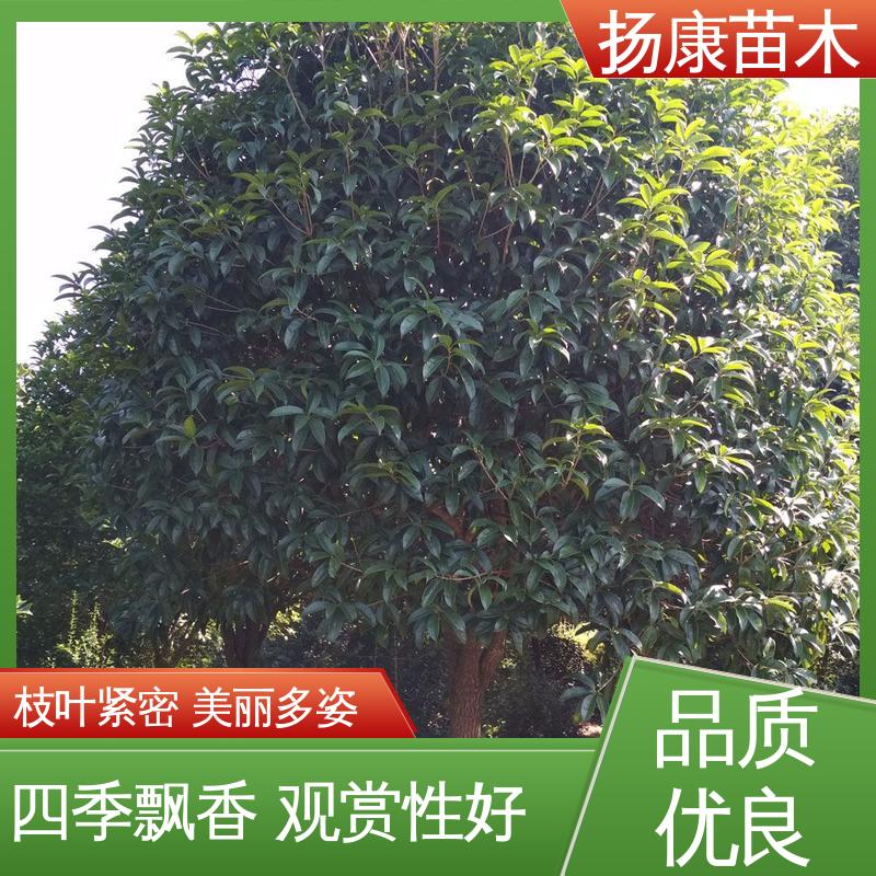 扬康苗木 基地供应 18公分丹桂 庭院别墅景观树 高成活率 规格齐全