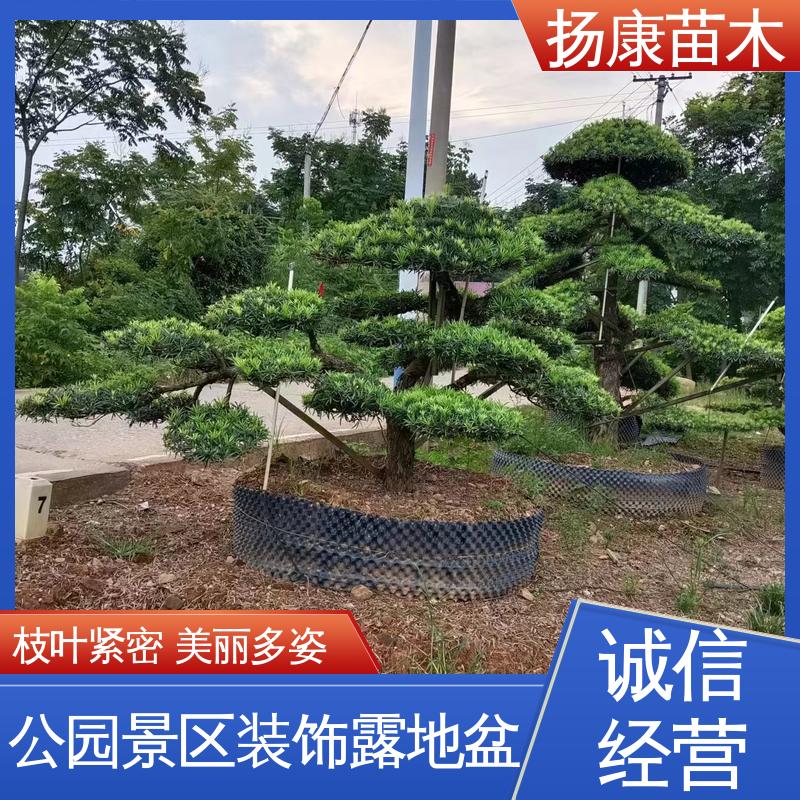 扬康苗木 江 苏罗山松 庭院别墅造景树 适用性强 规格齐全