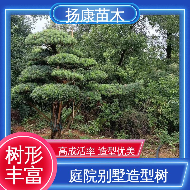 扬康苗木 12公分罗汉松 园林绿化工程设计 适用性强 规格齐全