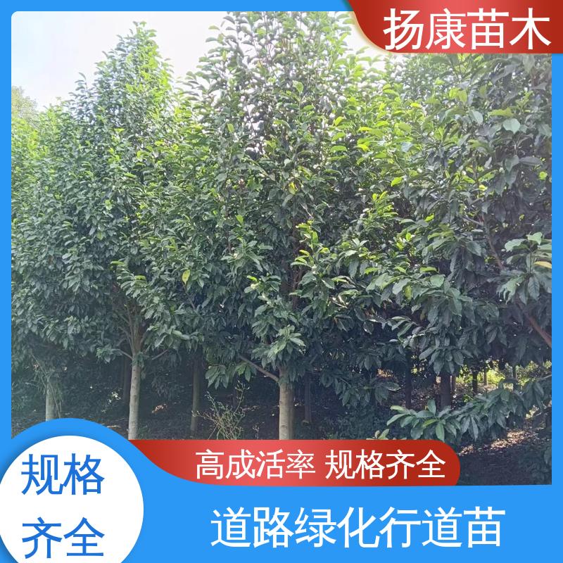 扬康苗木 基地供应 乐 昌含笑批发 园林庭院造景植物 树形丰富 成活率高
