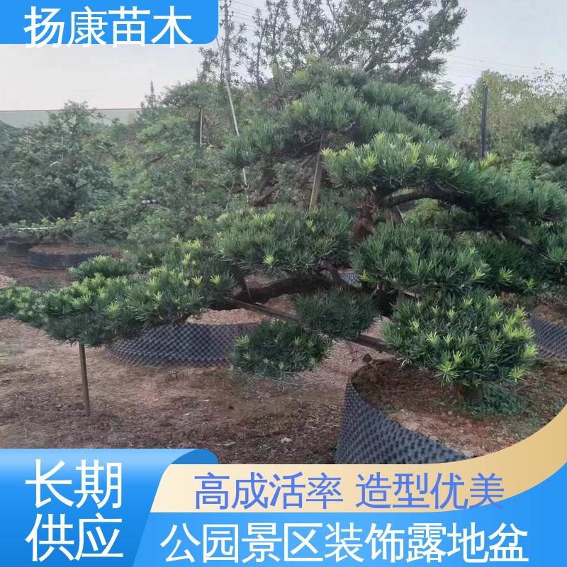 扬康苗木 日 本罗汉松 庭院别墅景观树 枝叶紧密 美丽多姿