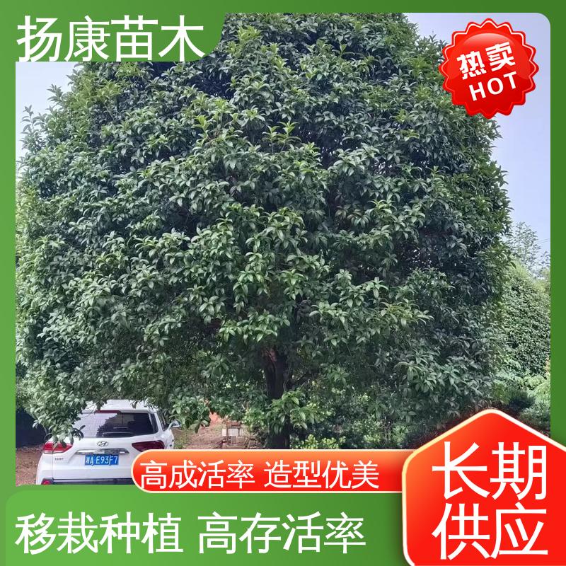 扬康苗木 18公分丹桂 公园景区装饰露地盆栽 环境适应性强