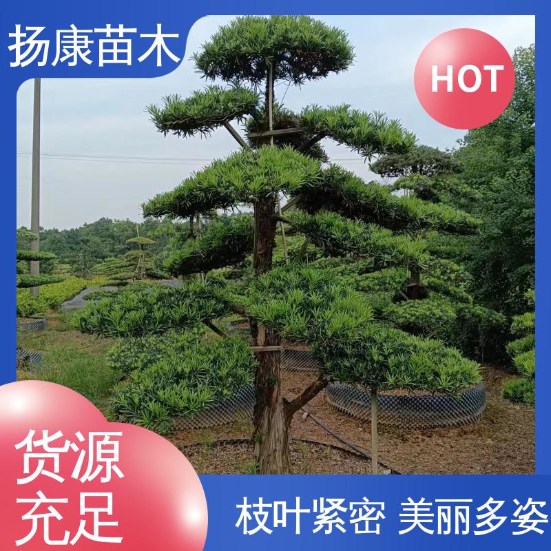 扬康苗木 斜票风罗松 庭院小区绿化造景树 树形优美 四季常绿