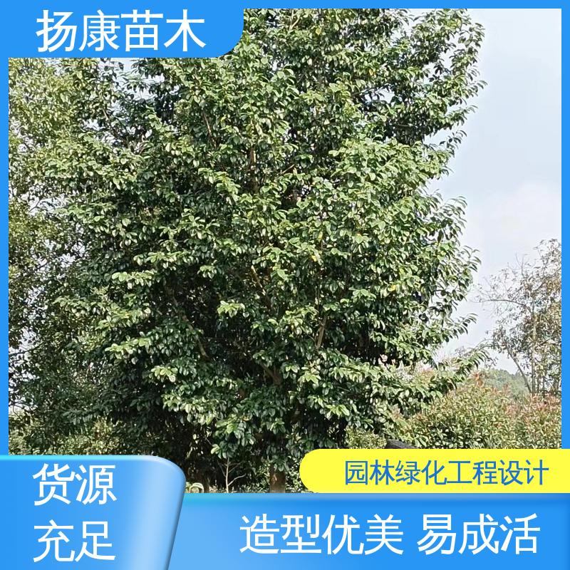 扬康苗木 浙 江乐 昌含笑 园林绿化专用树 精致美丽 易成活