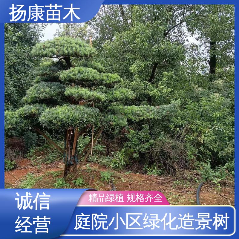 扬康苗木 湖 南罗汉松 绿化工程行道树 高端大气镇宅