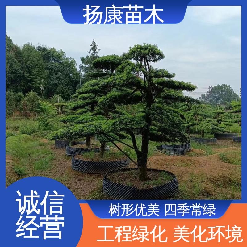 扬康苗木 基地供应 15公分罗汉松 精致美丽 易成活