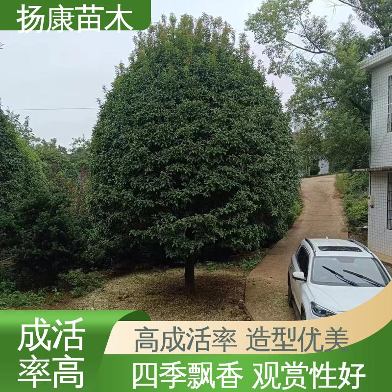 扬康苗木 银柜丹楠 绿化工程专用苗 适用性强 规格齐全