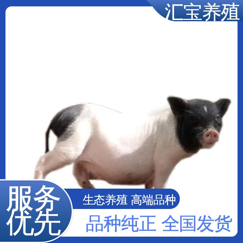  小体型巴马香猪 上门服务 景区合 饲料五谷杂粮