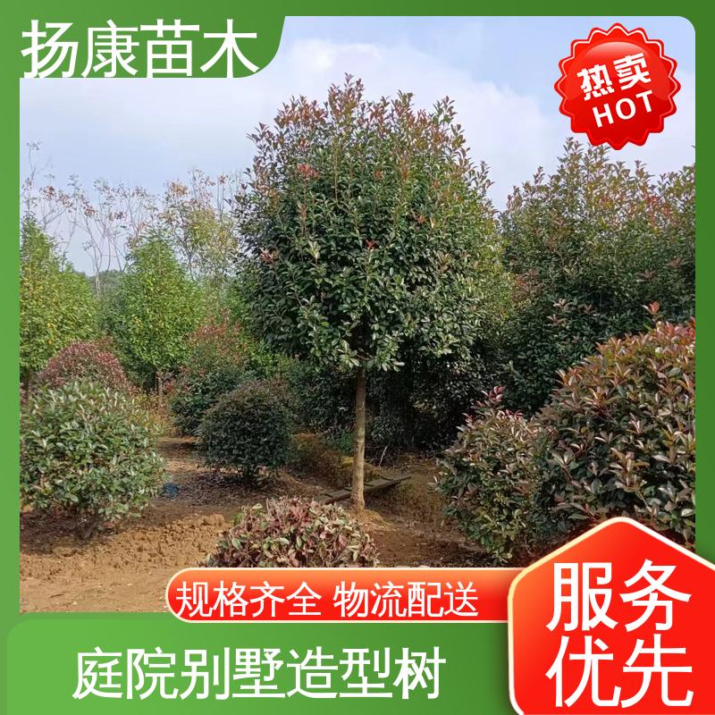 扬康苗木 红叶石楠树 园林绿化专用树 适用性强 规格齐全