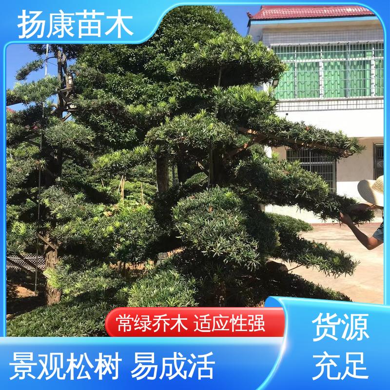 扬康苗木 基地供应 15公分罗汉松 城市景观绿化树 树形优美 四季常绿