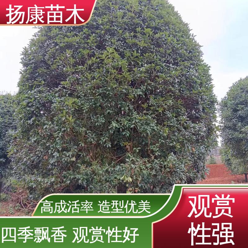 扬康苗木 基地供应 河 南桂花 道路绿化色块苗 造型优美 易成活