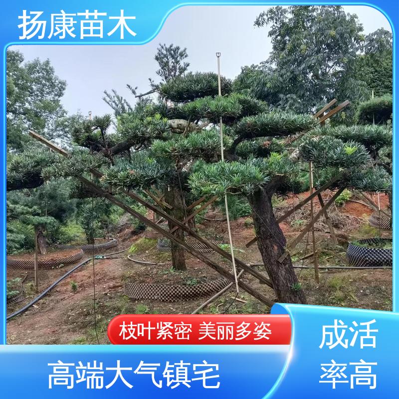 扬康苗木 进口罗汉松 庭院小区绿化造景树 造型优美 易成活
