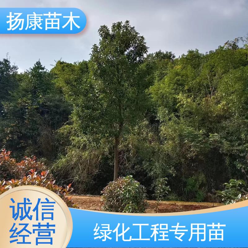 扬康苗木 乐 昌含笑苗 园林庭院造景植物 造型优美 易成活