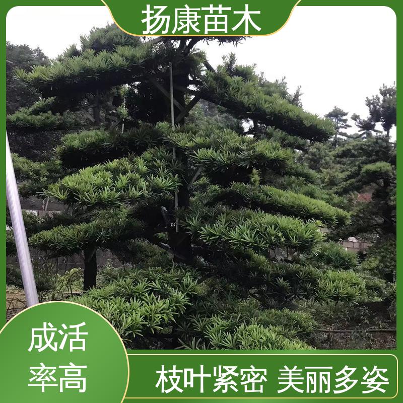 扬康苗木 基地供应 四 川罗汉松 园林庭院造景植物 高端大气镇宅