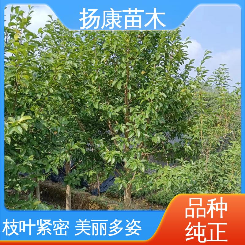 扬康苗木 基地供应 12公分乐 昌含笑 园林绿化工程设计 观赏价值高