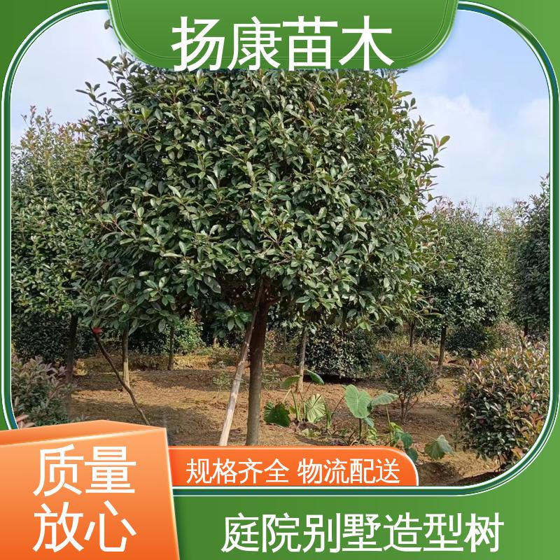 扬康苗木 基地供应 纸石楠球 园区道路绿化苗 观赏价值高