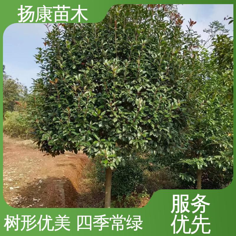 扬康苗木 红叶南栓 绿化工程专用苗 枝叶紧密 美丽多姿