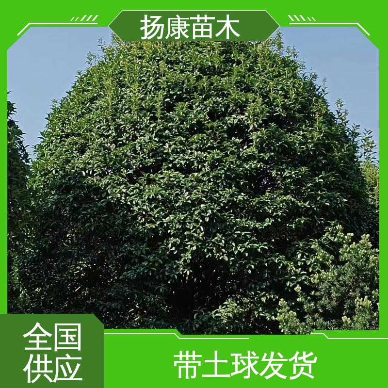 扬康苗木 20公分开楼 园林绿化专用树 高成活率 规格齐全