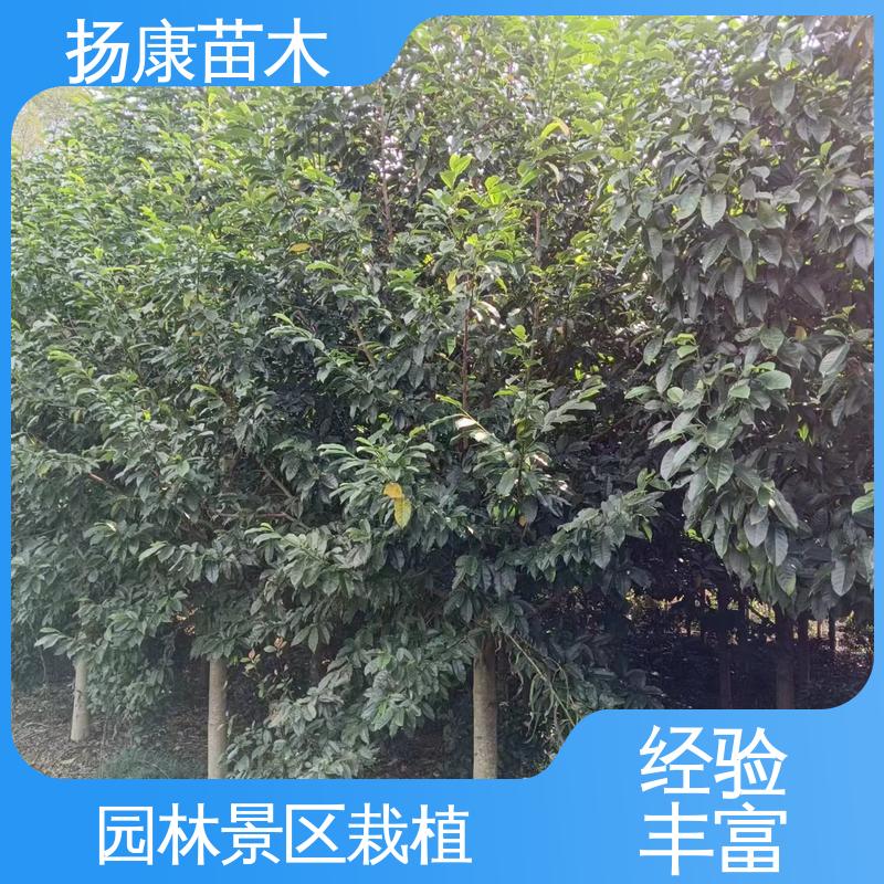 扬康苗木 基地供应 18公分乐 昌含笑 园区道路绿化苗 高成活率 规格齐全