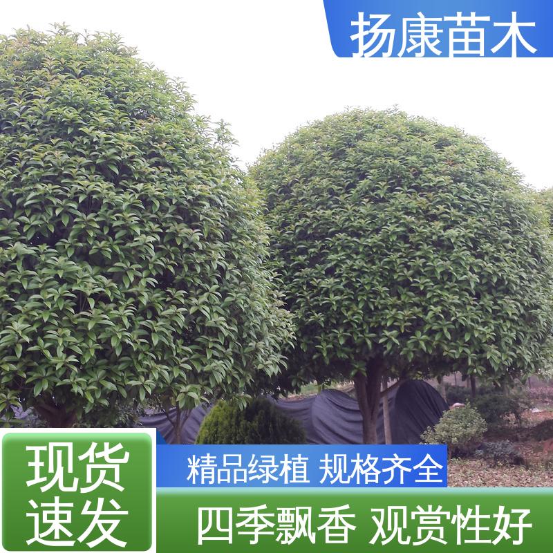 扬康苗木 四季桂 月月桂 园林庭院造景植物 造型优美 易成活