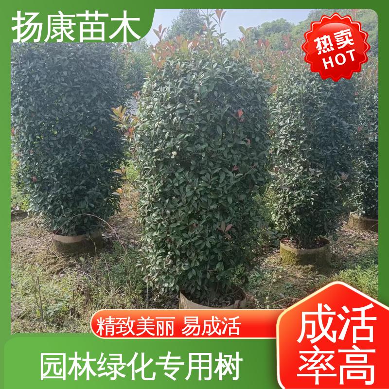 扬康苗木 红叶石楠树 城市景观绿化树 适用性强 规格齐全