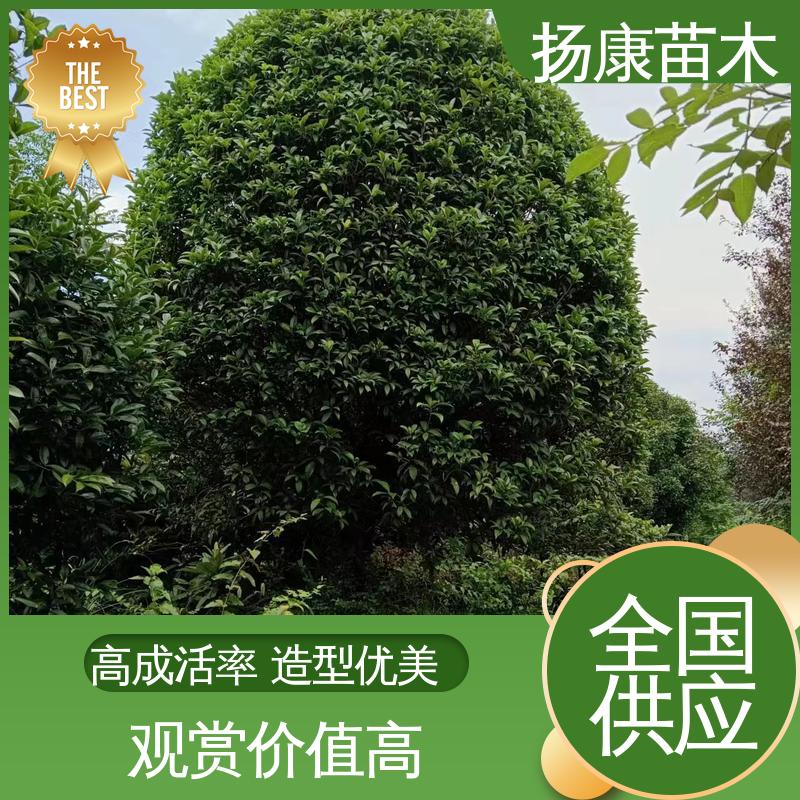 扬康苗木 30公分桂花 绿化工程行道树 环境适应性强