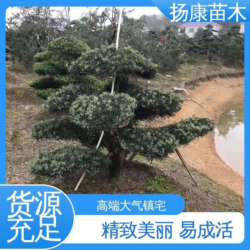 扬康苗木 16公分罗汉松 公园景区装饰露地盆栽 精致美丽 易成活