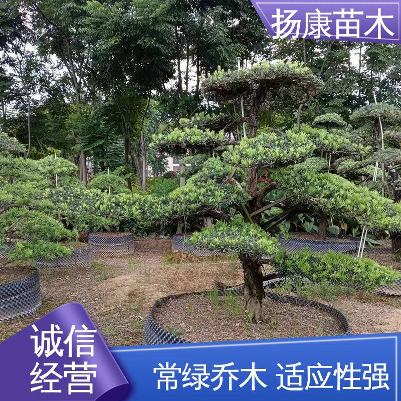 扬康苗木 25公分罗汉松 绿化工程行道树 造型优美 易成活