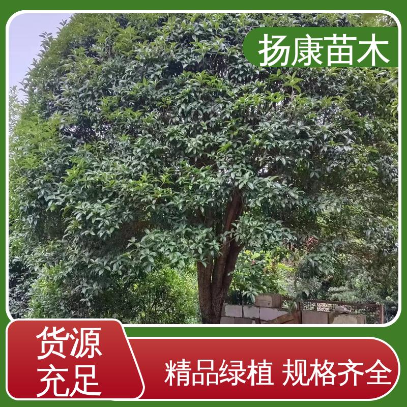 扬康苗木 精品桂花 园林绿化工程设计 观赏价值高