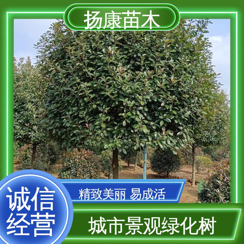 扬康苗木 红叶石楠 园区道路绿化苗 枝叶紧密 美丽多姿
