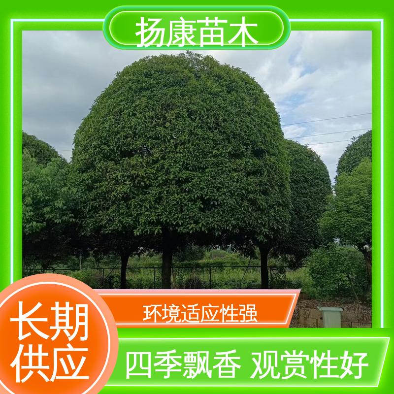 扬康苗木 精品桂花 园区道路绿化苗 枝叶紧密 美丽多姿