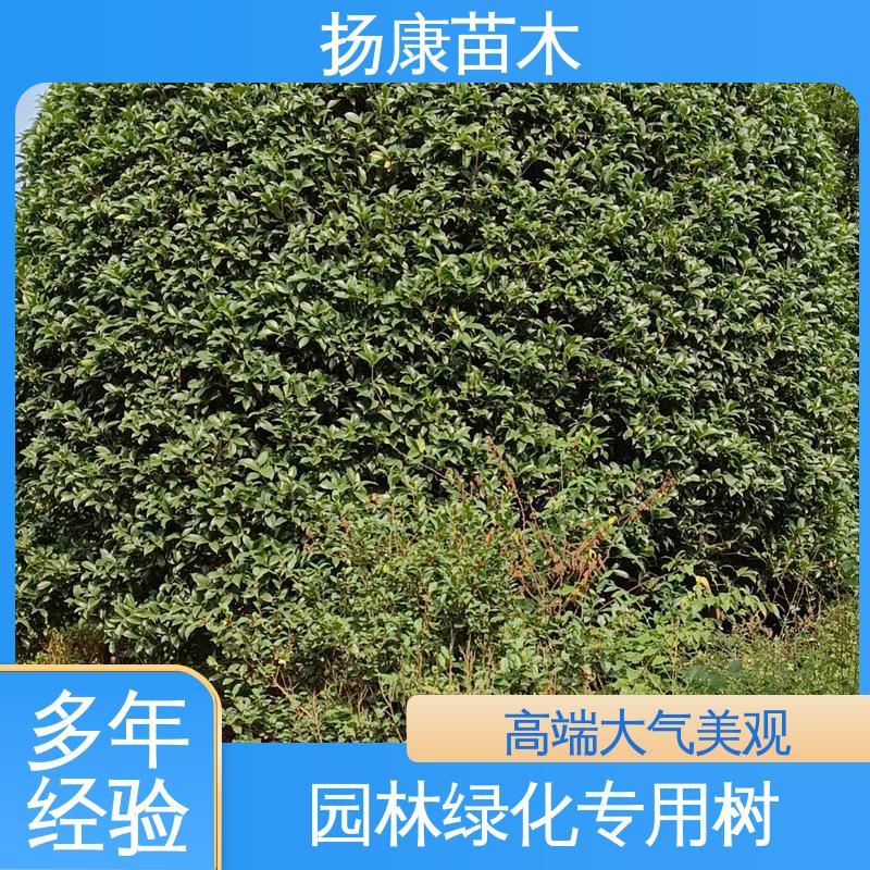 扬康苗木 精品乐 昌含笑 园林庭院造景植物 树形丰富 成活率高