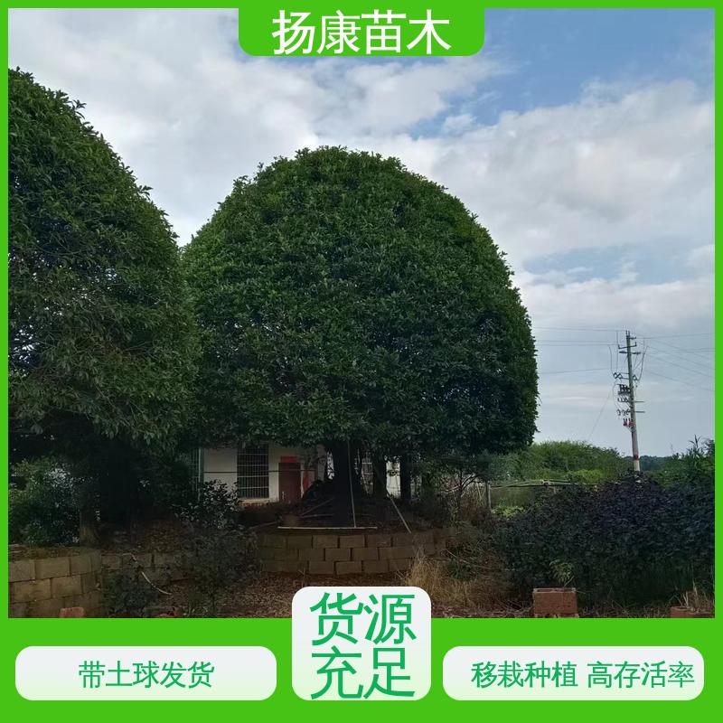 扬康苗木 四 川桂花 庭院小区绿化造景树 树形优美 成活率高