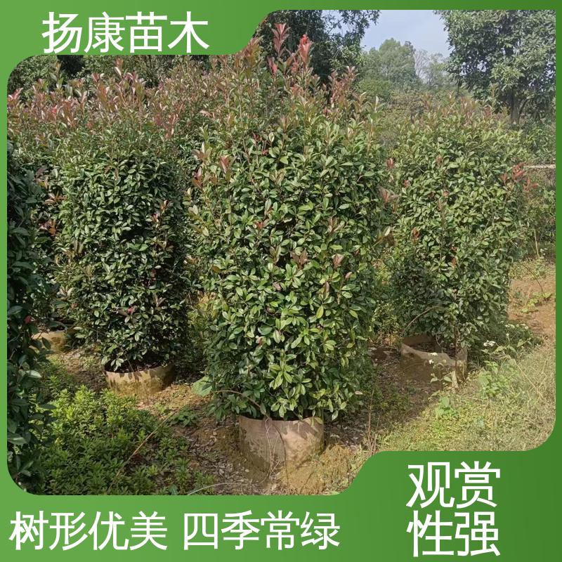 扬康苗木 红叶石楠树 城市景观绿化树 环境适应性强