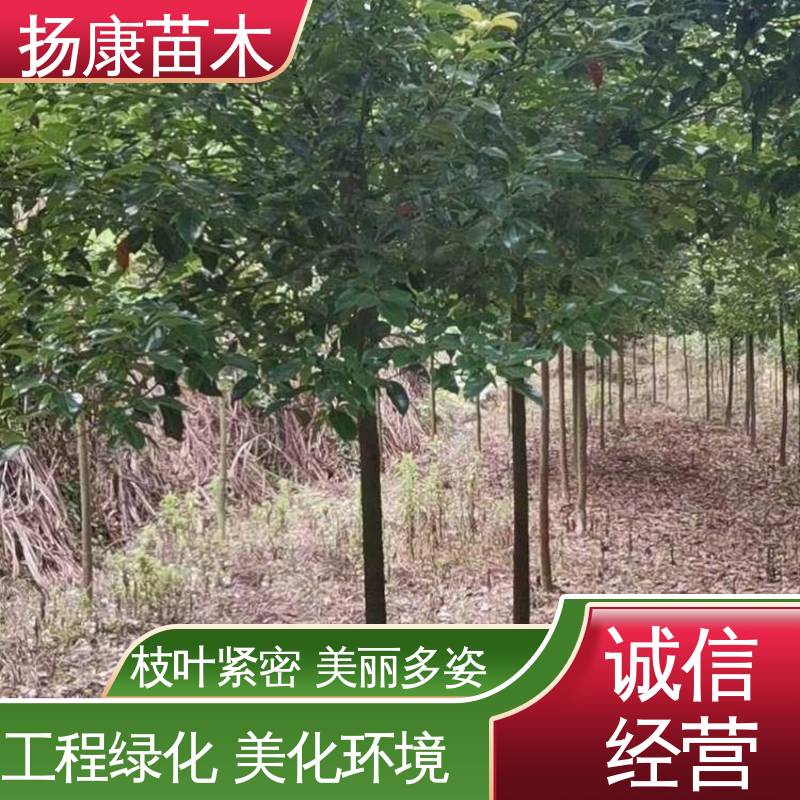 扬康苗木 基地供应 丛虫桂花 城市景观绿化树 观赏价值高