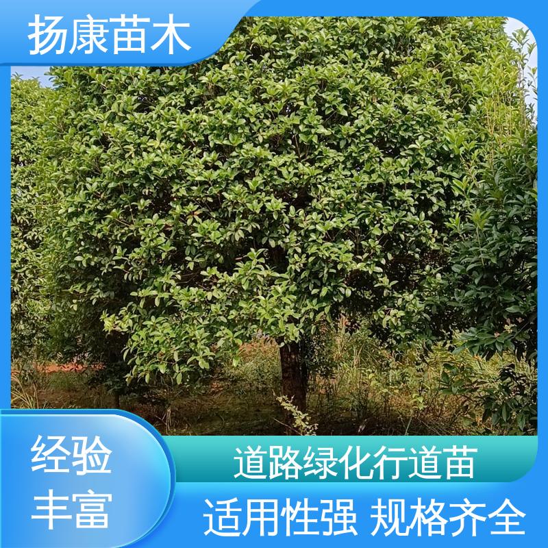 扬康苗木 基地供应 浙 江乐 昌含笑 园林绿化专用树 适用性强 规格齐全
