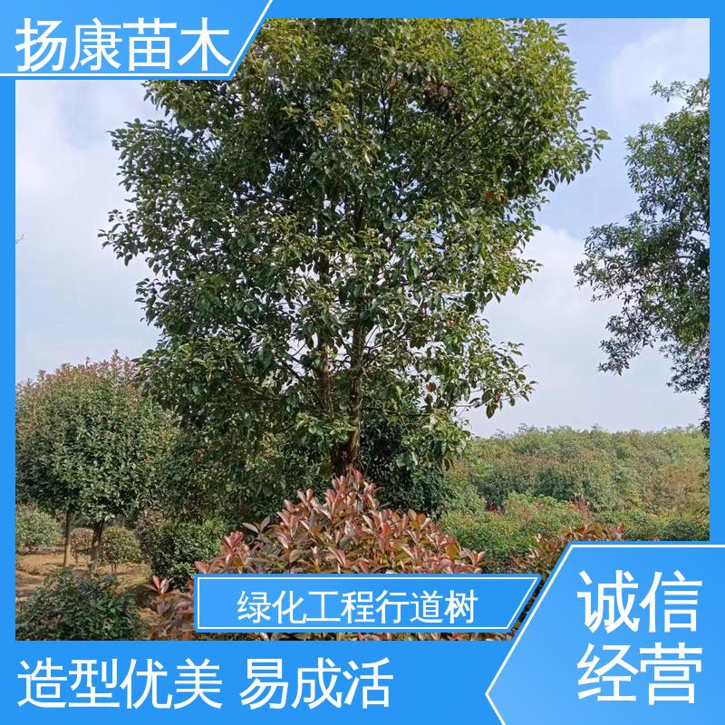 扬康苗木 基地供应 12公分乐 昌含笑 绿化工程专用苗 环境适应性强