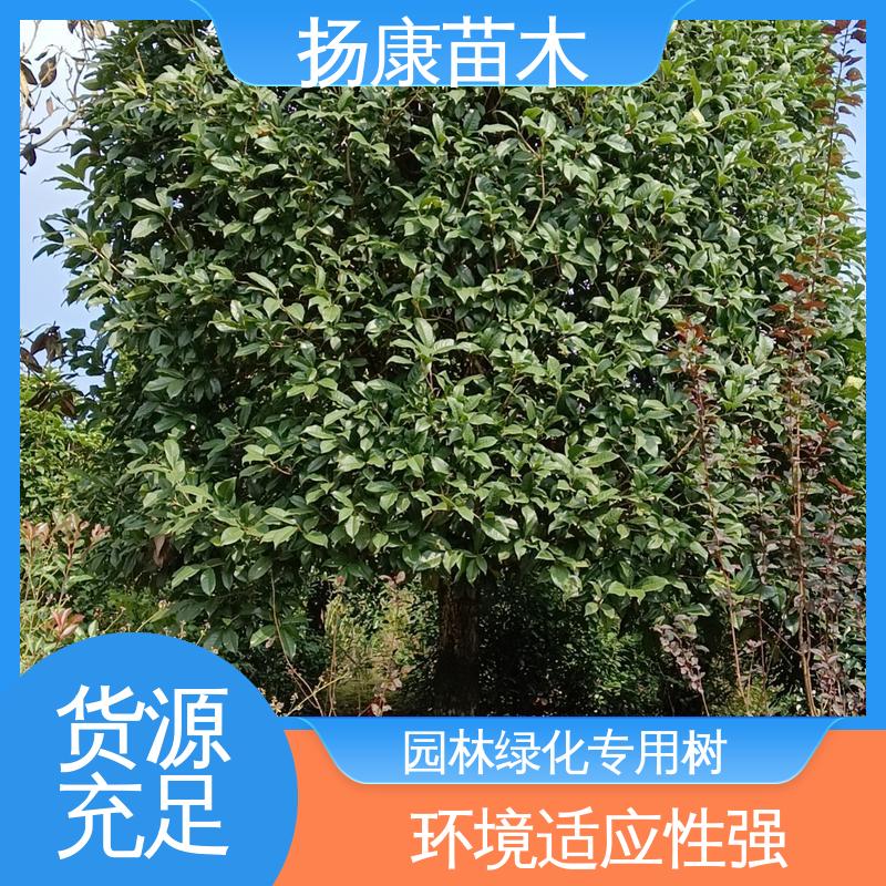 扬康苗木 基地供应 浙 江乐 昌含笑 城市景观绿化树 造型优美 易成活